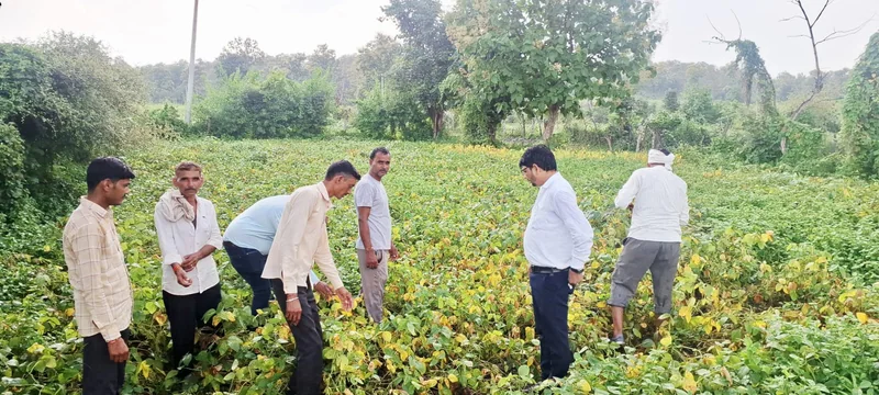 ग्राम डाबरी में कृषि विभाग के अधिकारियों ने किया सोयाबीन फसल का निरीक्षण
